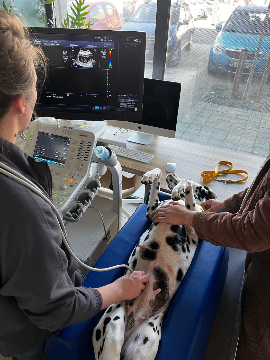 Gestation confirmée pour Yalta !