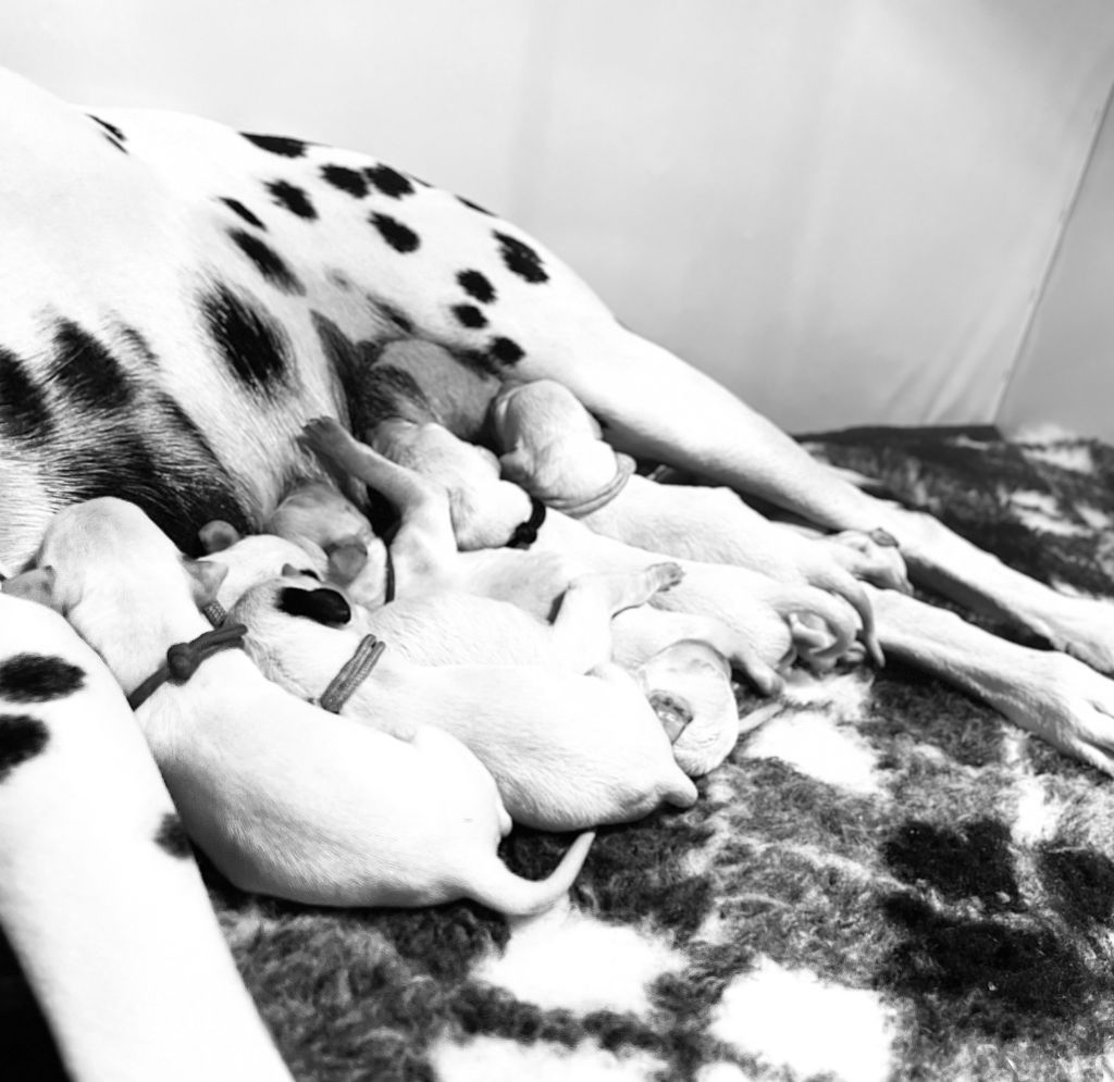 Les bébés sont arrivés !