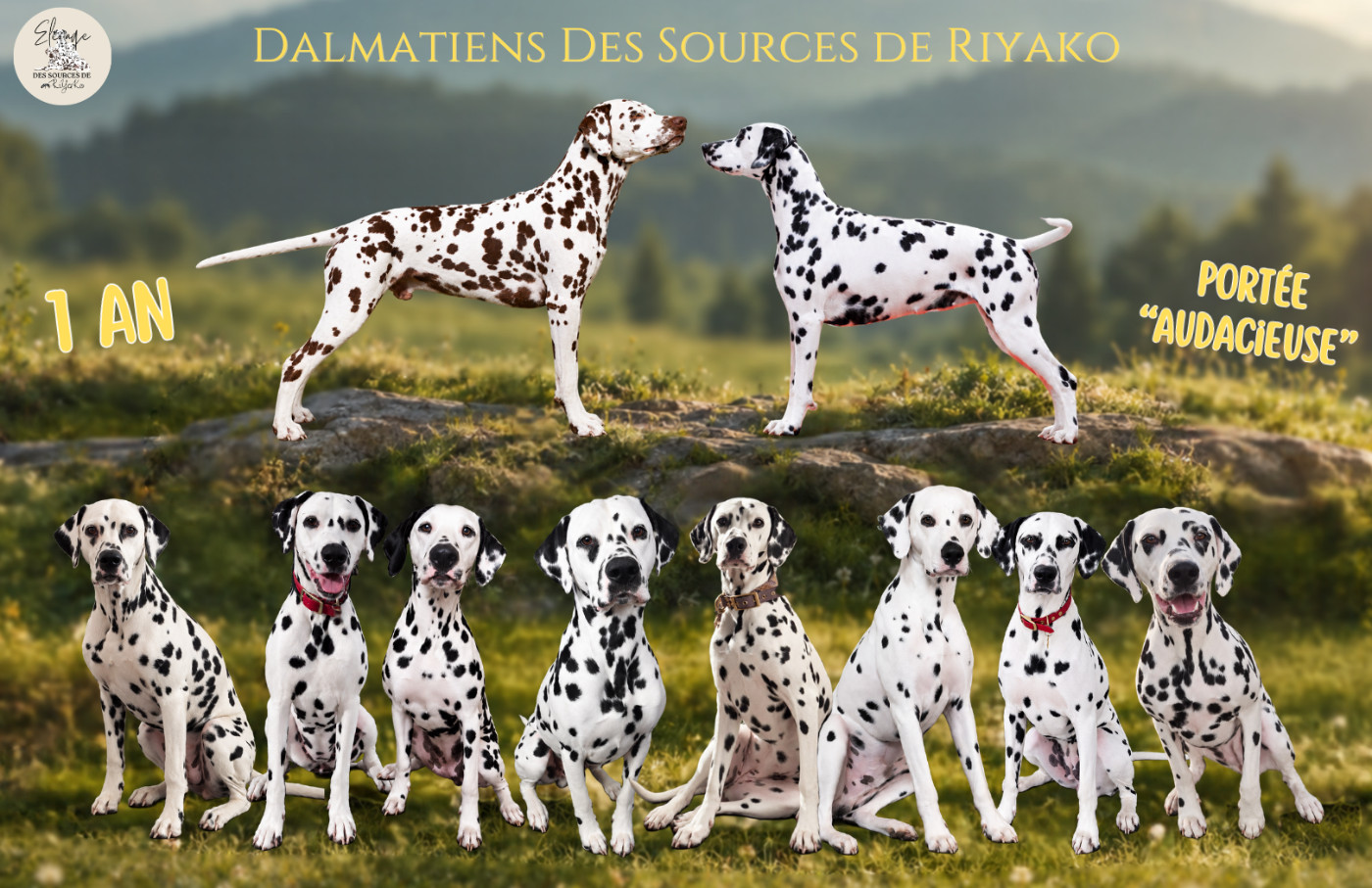 La première année des Audacieux