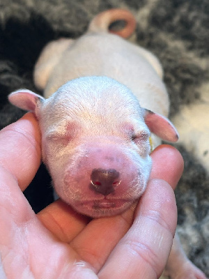 Femelle collier jaune
