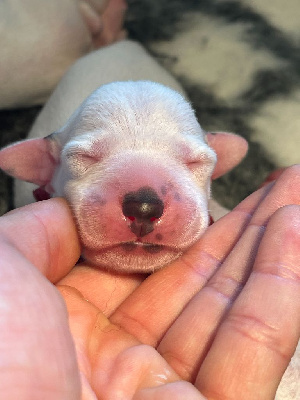 Femelle collier rouge