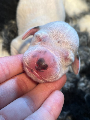 Femelle collier orange