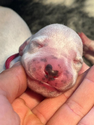 Femelle collier fushia