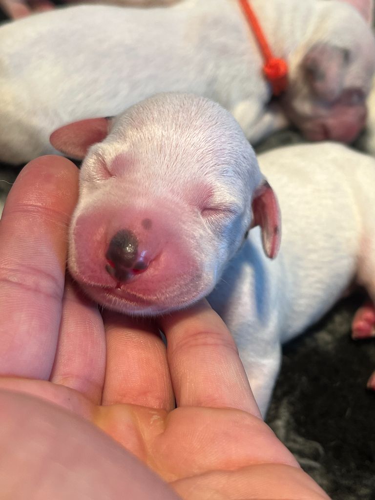 Des Sources De Riyako - Chiots disponibles - Dalmatien