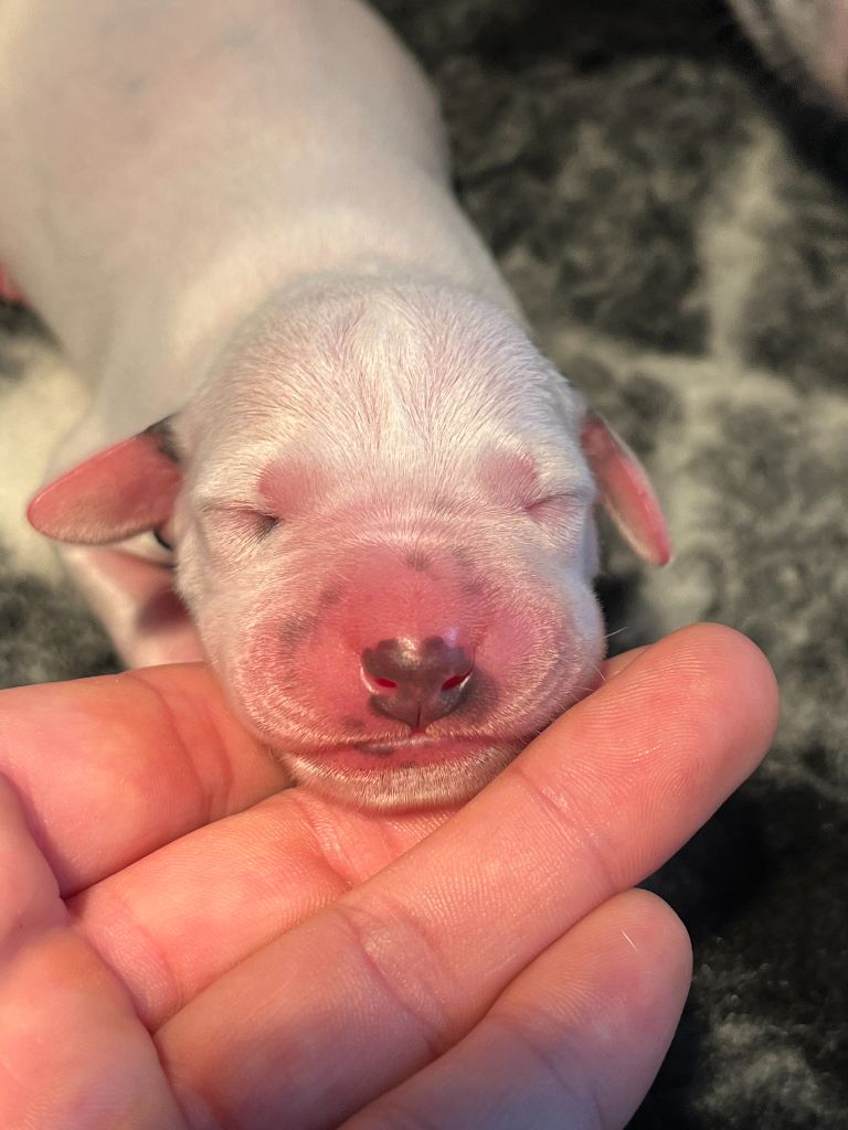 Des Sources De Riyako - Chiots disponibles - Dalmatien